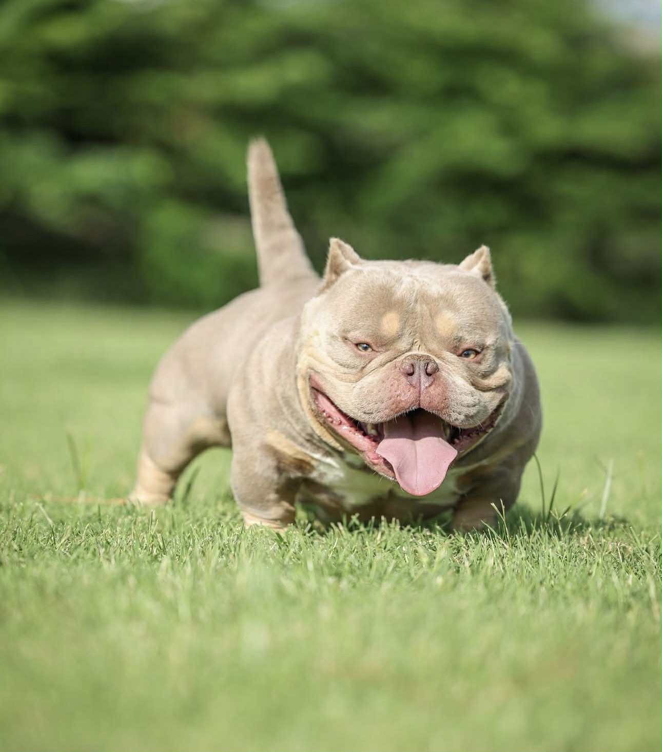 Exotic Bully
